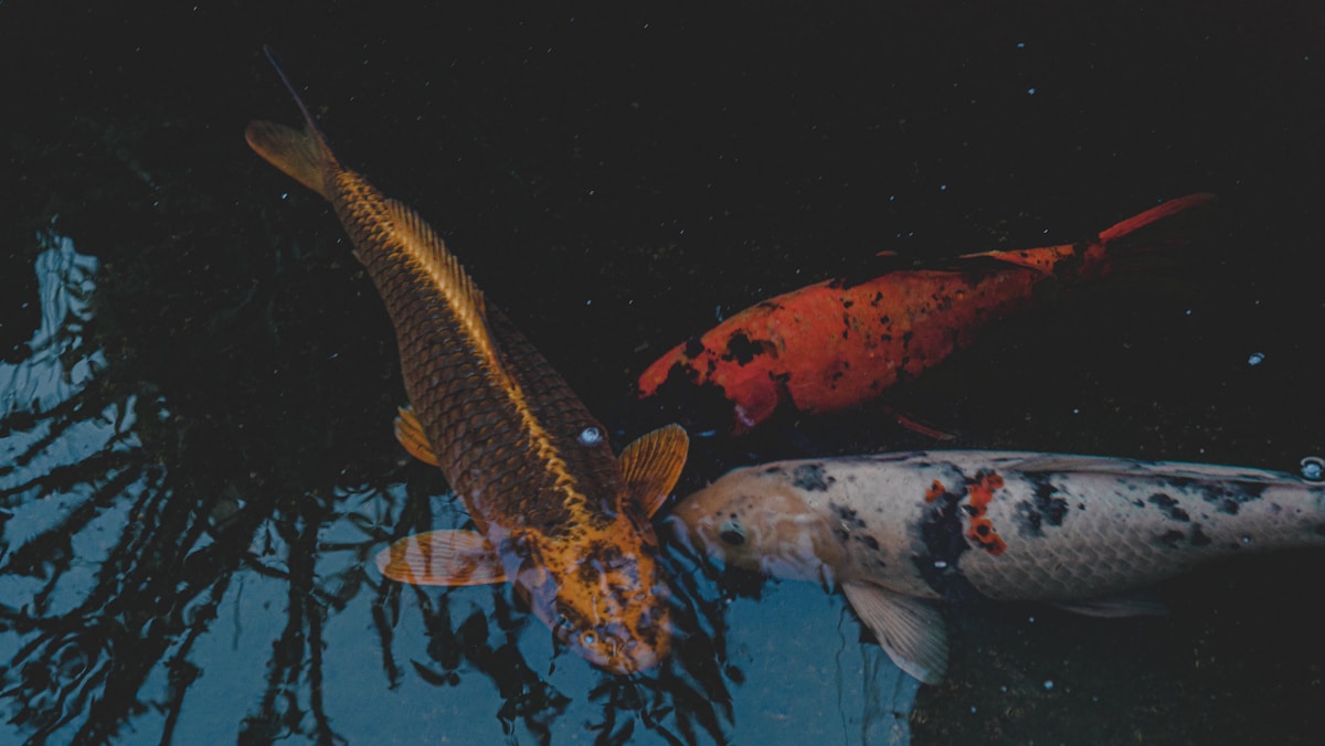 Woman practicing contrast therapy with cold shower after sauna session